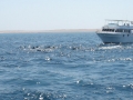 nurkowanie-z-delfinami